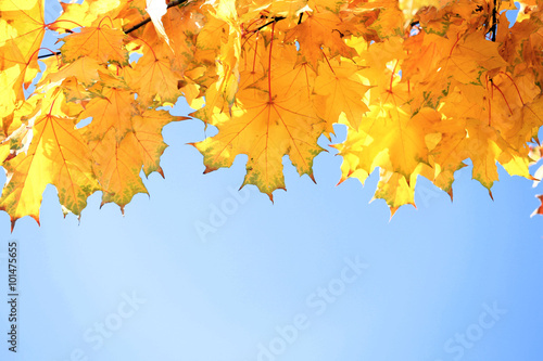 Golden autumn leaves on blue sky background  close up