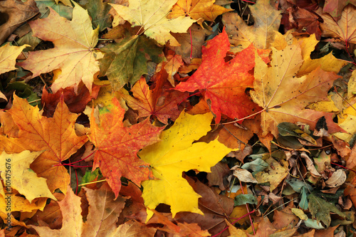 Colourful autumn leaves on the ground in the park  close up
