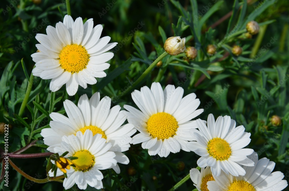 Fototapeta premium Margeriten blühen 
