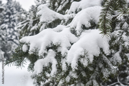 деревья под снегом, ель под снегом