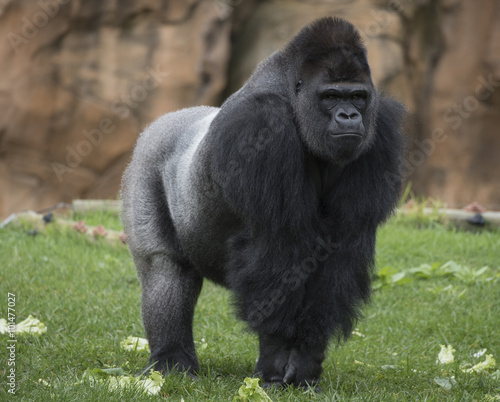 Primate
