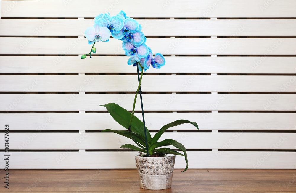 Φωτογραφία Beautiful blue orchid flower in the room on the floor, close up