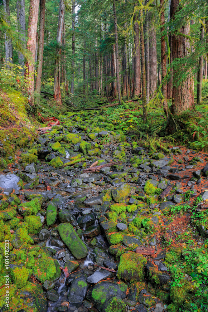 Rain Forest in Oregon