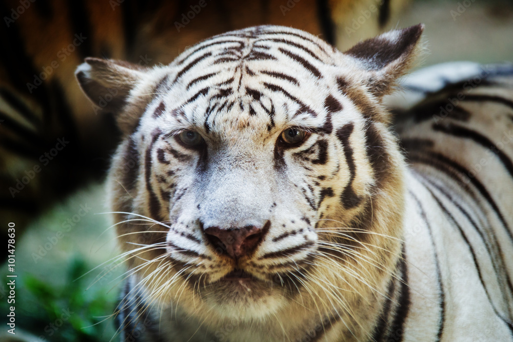 Face to face with white bengal tiger