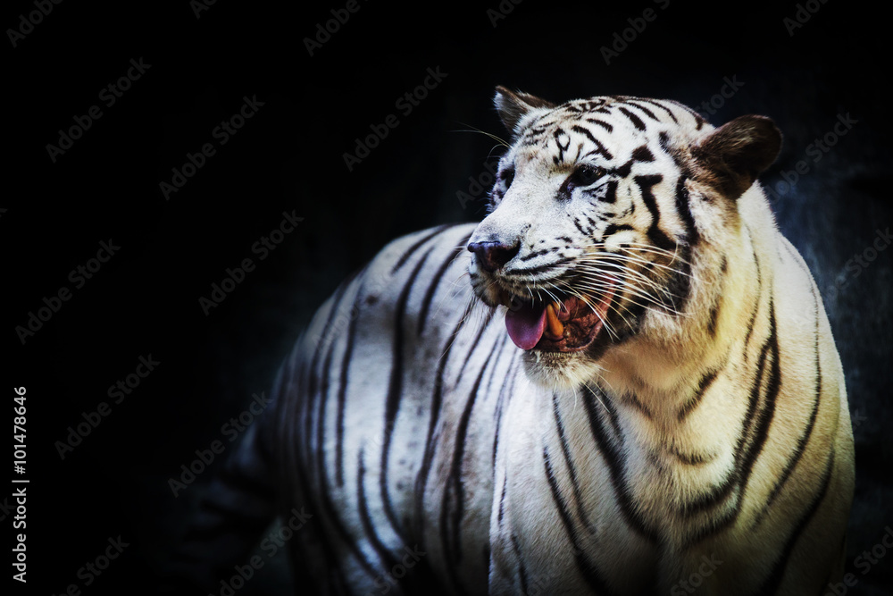 Obraz premium Face to face with white bengal tiger