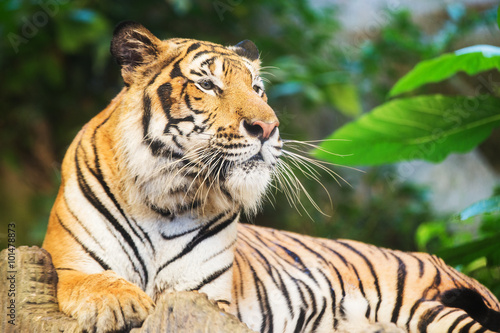 Tiger  portrait of a bengal tiger.