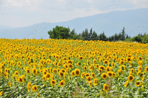 Field of sunflowers