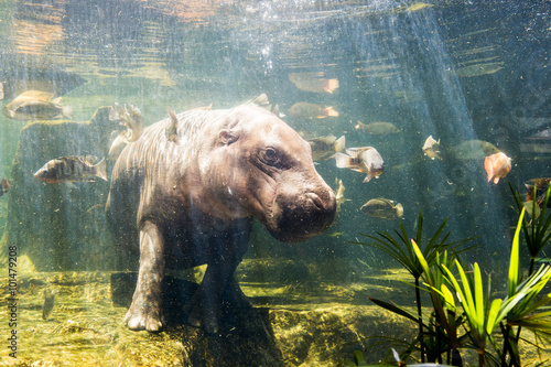 Pygmy hippos underwater