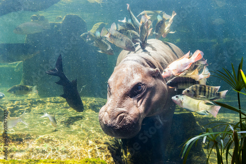 Pygmy hippos underwater photo