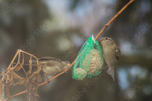 Cinciallegra, cinciarella, pettirosso, codirosso, passero mangia pallina grasso mangiatoia. Mangiatoia per uccelli, birdgardening photo