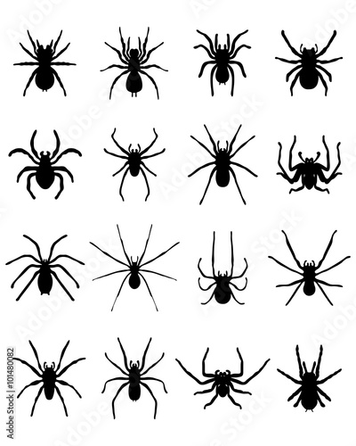 Black silhouettes of different spiders, vector