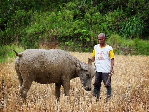 Old man with a buffalo. Farmer in Asia photo