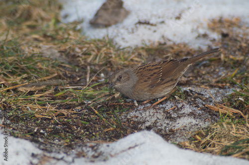 Cinciallegra, cinciarella, pettirosso, codirosso, passero mangia pallina grasso mangiatoia. Mangiatoia per uccelli, birdgardening photo