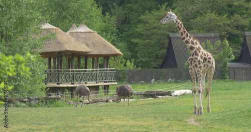 Giraffe And Two Ostiches on The Meadow, Hovels photo