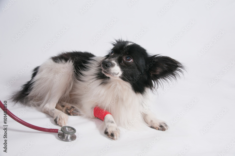 Kleiner Hund beim Tierarzt