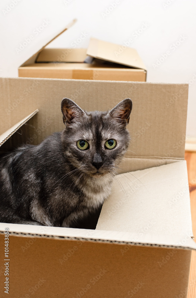 Fototapeta premium Moving day - cat and cardboard boxes
