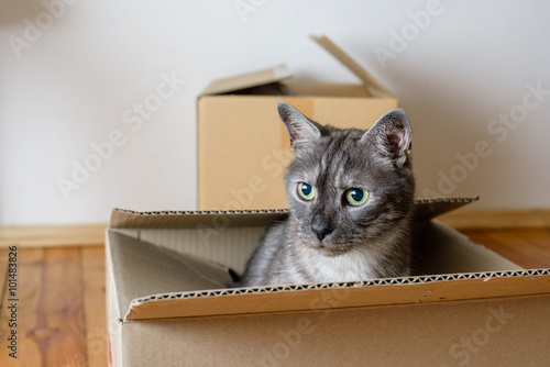 Fototapeta Naklejka Na Ścianę i Meble -  Moving day - cardboard boxes in room