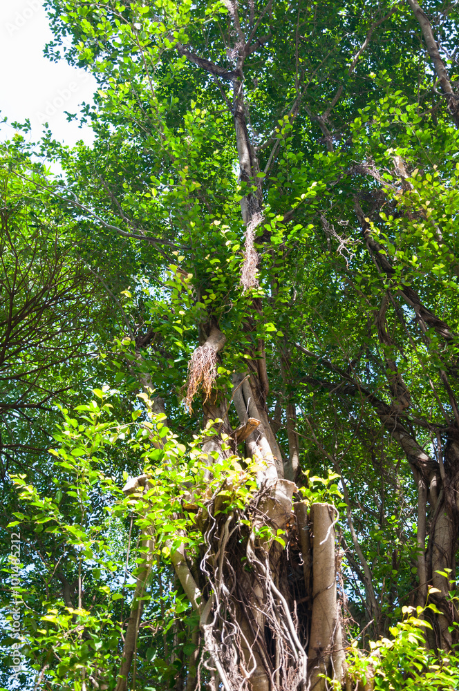 Fototapeta premium Branches of banyan tree