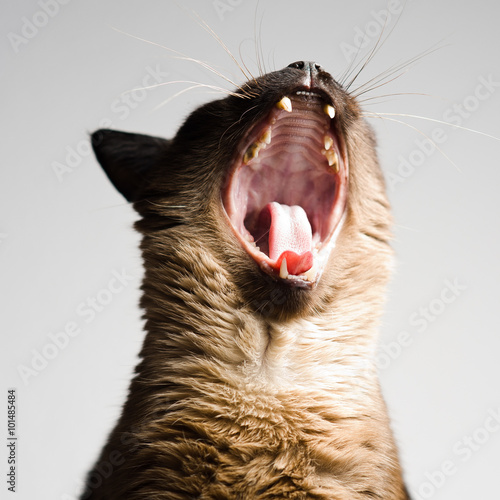 Cute Siamese cat yawning