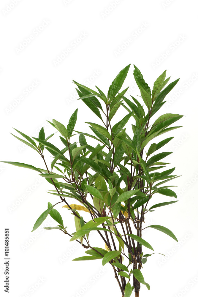 Justicia fragilis Wall., Gendarussa vulgaris Nees, tree have medicinal properties. Justicia fragilis Wall., Gendarussa vulgaris Nees, tree have medicinal properties.