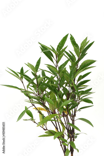 Justicia fragilis Wall., Gendarussa vulgaris Nees, tree have medicinal properties.