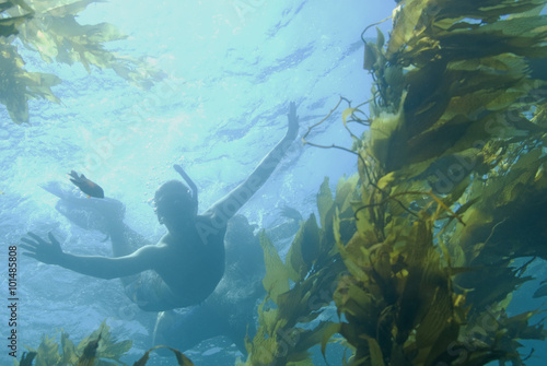 Snorkeling at California kelp forest 