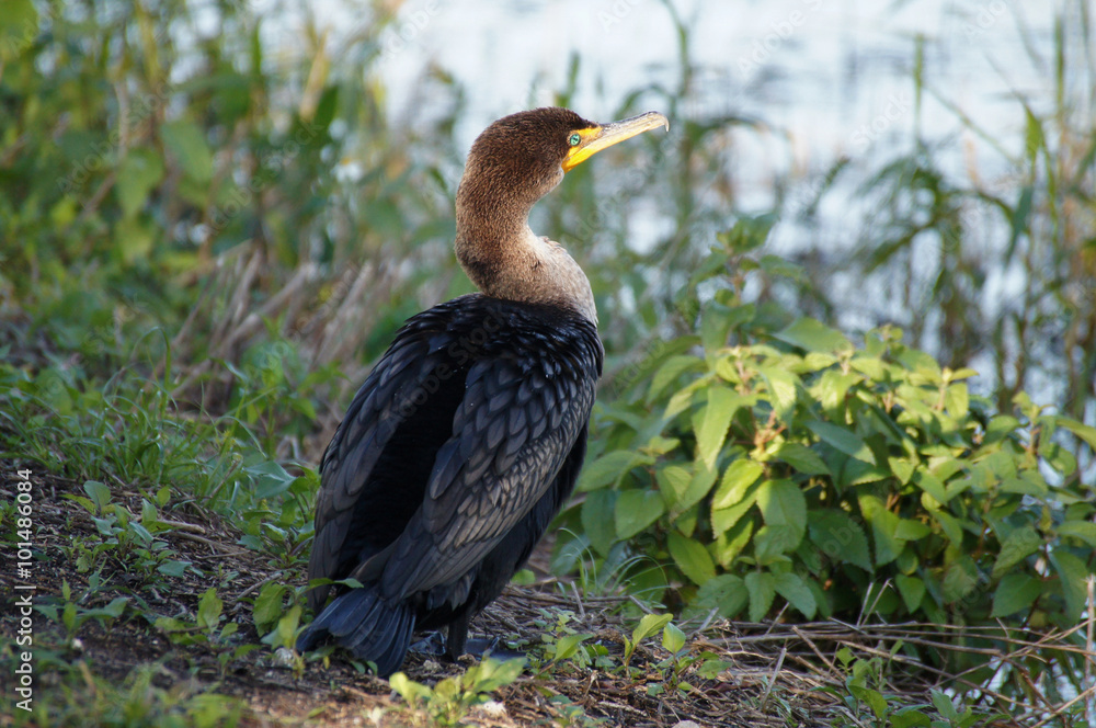 Obraz premium Anhinga sitting on the bank of the river.