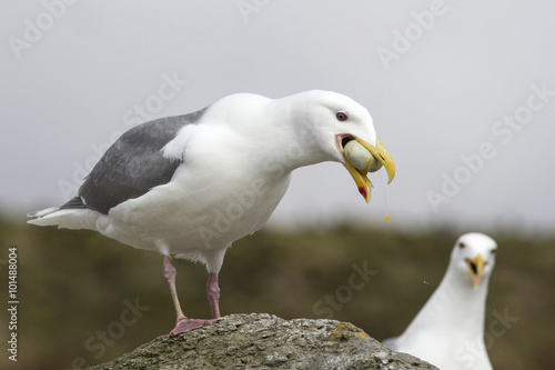 Foto Glaucous-winged gull which eats egg cormorant