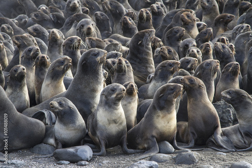 group of young northern fur seal rookery on Bering Island © Tarpan