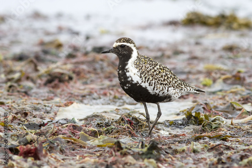 Pacific Golden Plover standing on the shore of the ocean among a