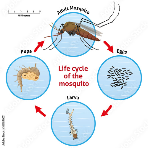 Nature, life cycle of the mosquito stilt