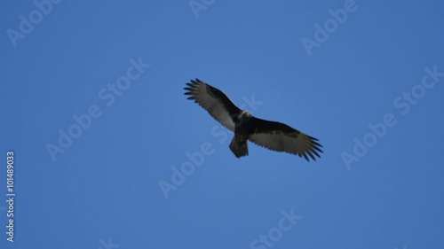 Turkey Vulture Slow Motion 96fps 01 Big Sur California