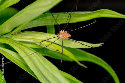 Harvestmen Spider