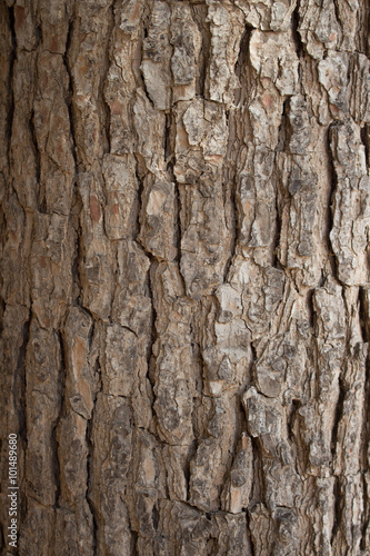 Bark wood texture