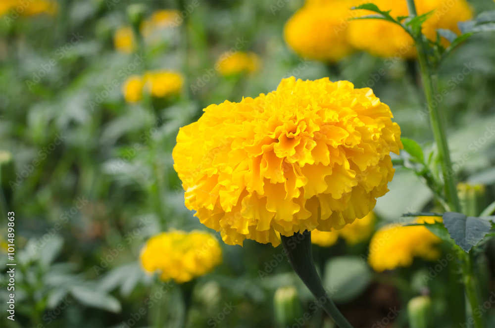 Marigold with light from the sun Daylight Marigold with light from the sun Daylight