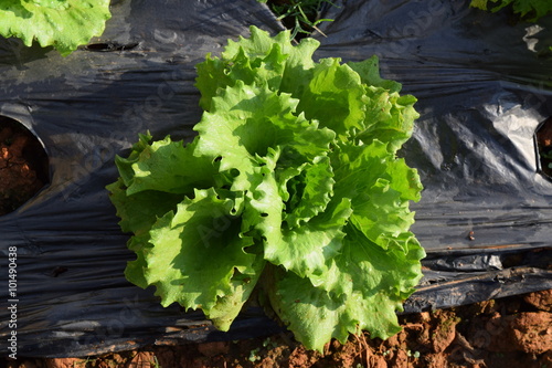 green lectuce in field photo