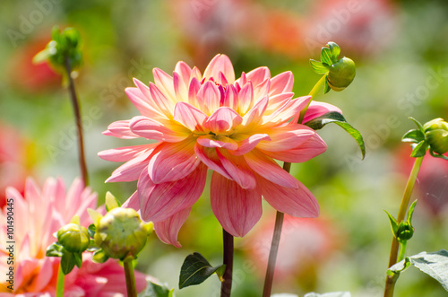 Beautiful flower, pink dahlia, summer scene, macro