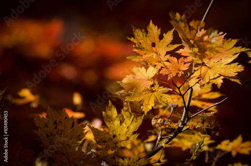 Autumn  autumnal yellow maple branch