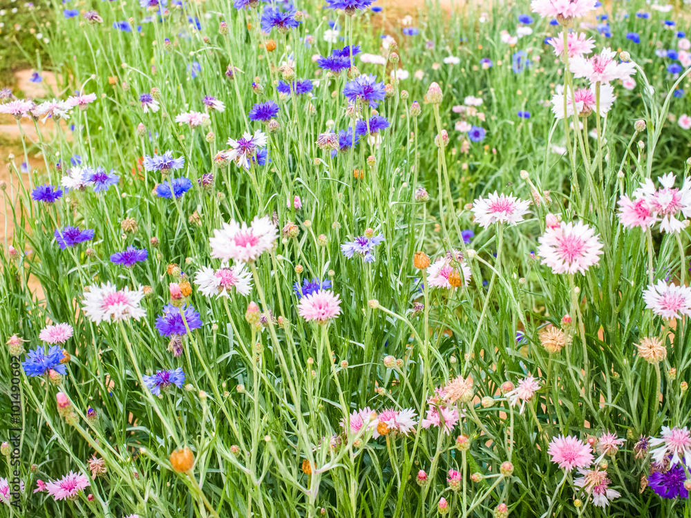 Cornflower on meadow Cornflower on meadow