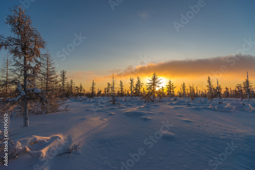Winter landscape with forest, clouds and sunset  © Olonkho