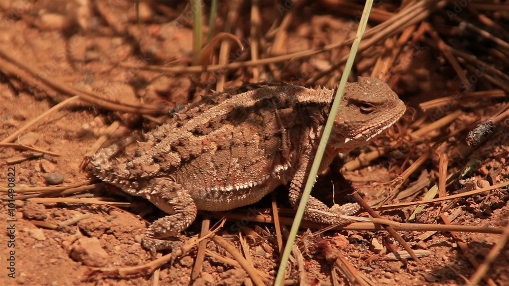 Bryce Canyon Short Horned Lizard LM01 Bryce Canyon Short Horned Lizard LM01