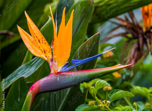 Strelitzia or Bird of Paradise flower