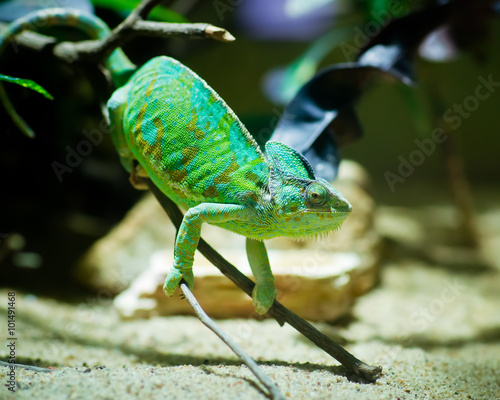 Green chameleon sitting on a branch in a terrarium photo