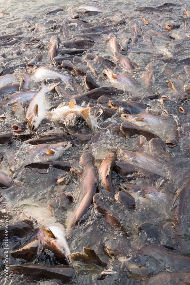Horde of striped catfish being fed in the river