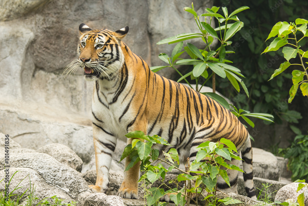 Fototapeta premium Bengal tiger hunter in zoo