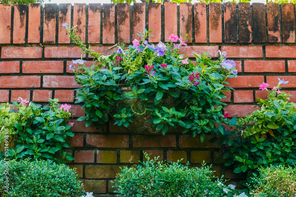 Gardening flowers in pots brick wall as background with beautifu Gardening flowers in pots brick wall as background with beautifu