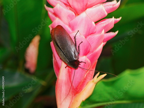 A cockroach Megaloblatta blaberoides on a flower photo