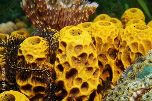 Close-up of yellow tube sponge Aplysina insularis photo