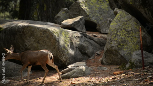Sequoia National Park Mule Deers 01