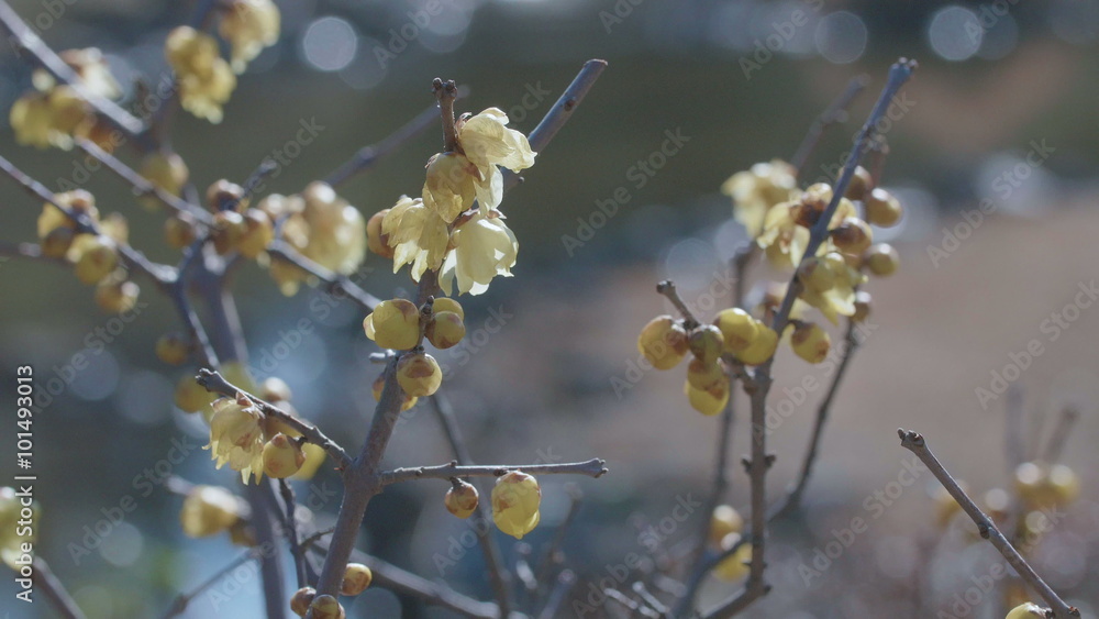 Flowers of Winter sweet,in Showa Memorial Park,Tokyo,Japan,Filmed in 4K Flowers of Winter sweet,in Showa Memorial Park,Tokyo,Japan,Filmed in 4K